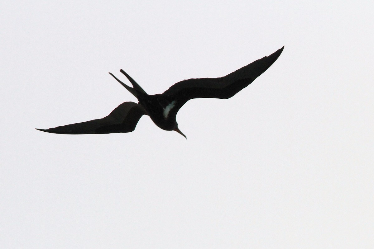 Lesser Frigatebird - Jarmo Komi