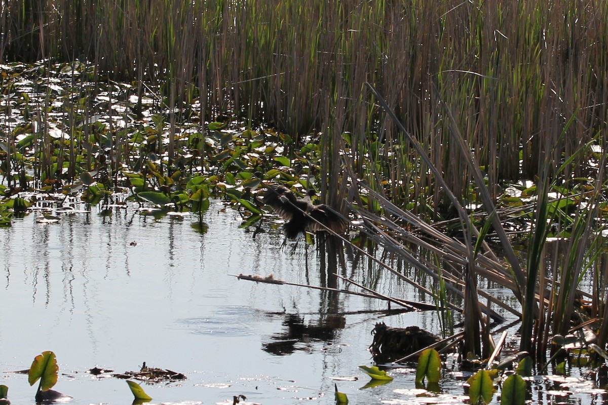 Common Gallinule - ML58218791