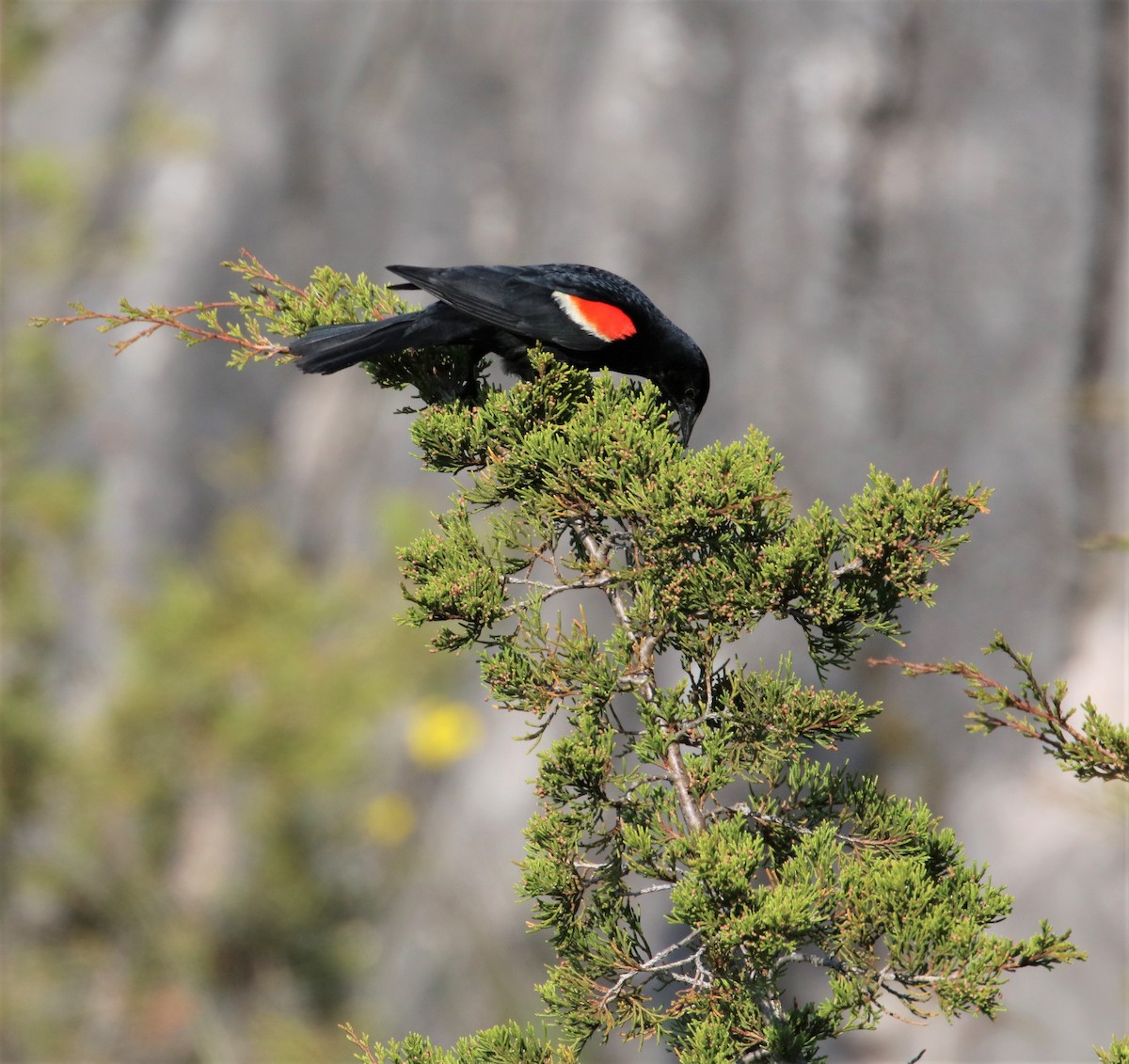 Red-winged Blackbird - ML582189031