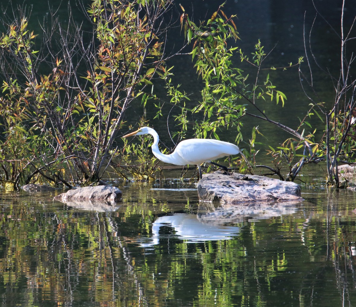 Great Egret - ML582189501