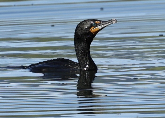 Double-crested Cormorant - ML582189811