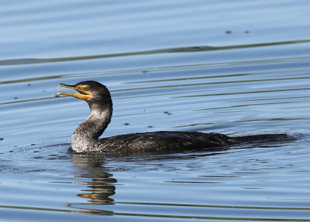 Double-crested Cormorant - ML582189821