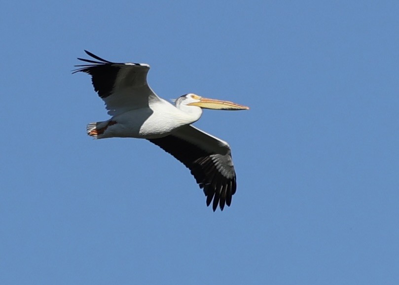 American White Pelican - ML582189951