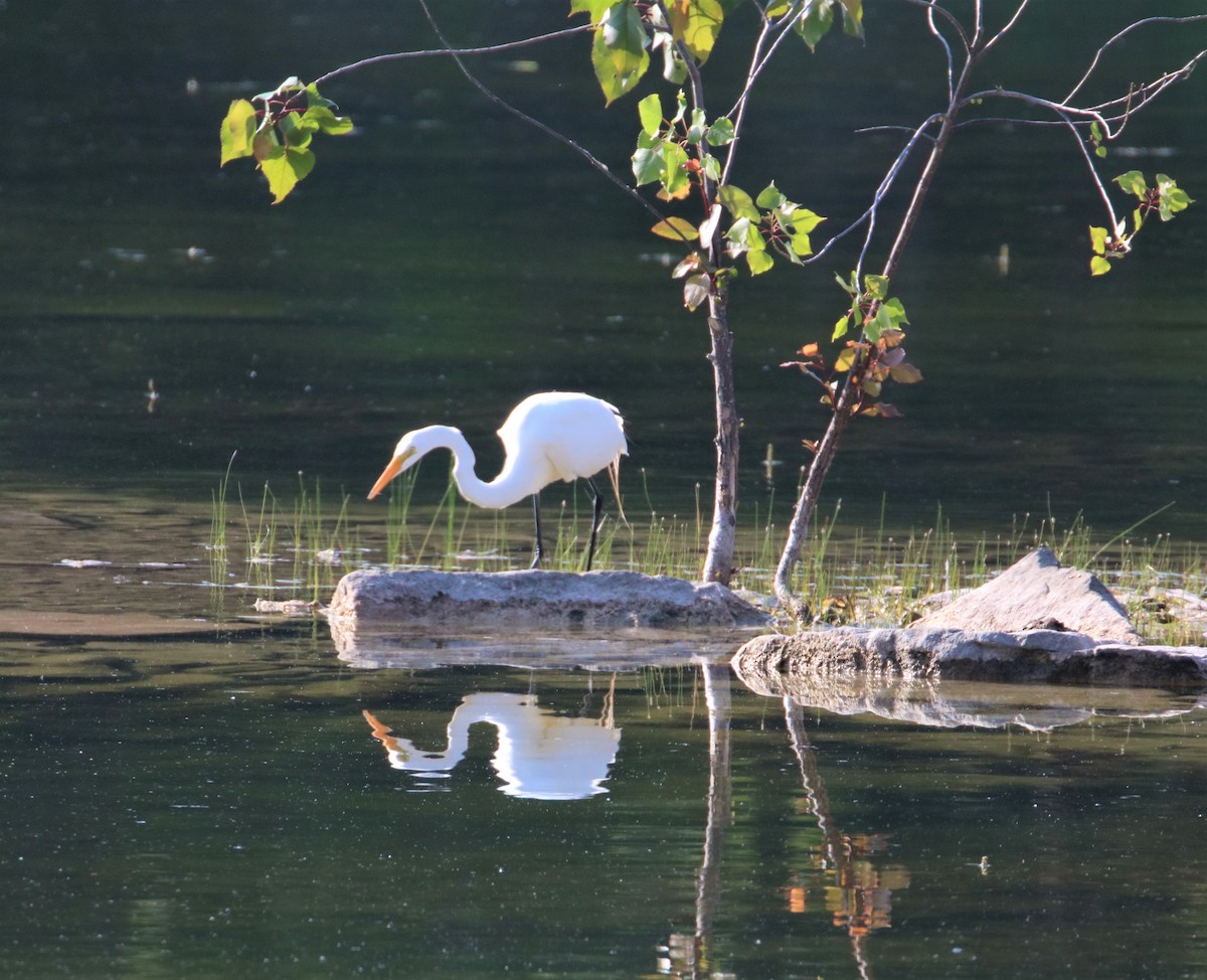 Great Egret - ML582189981