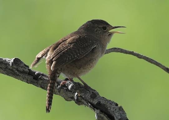 House Wren - ML582190201