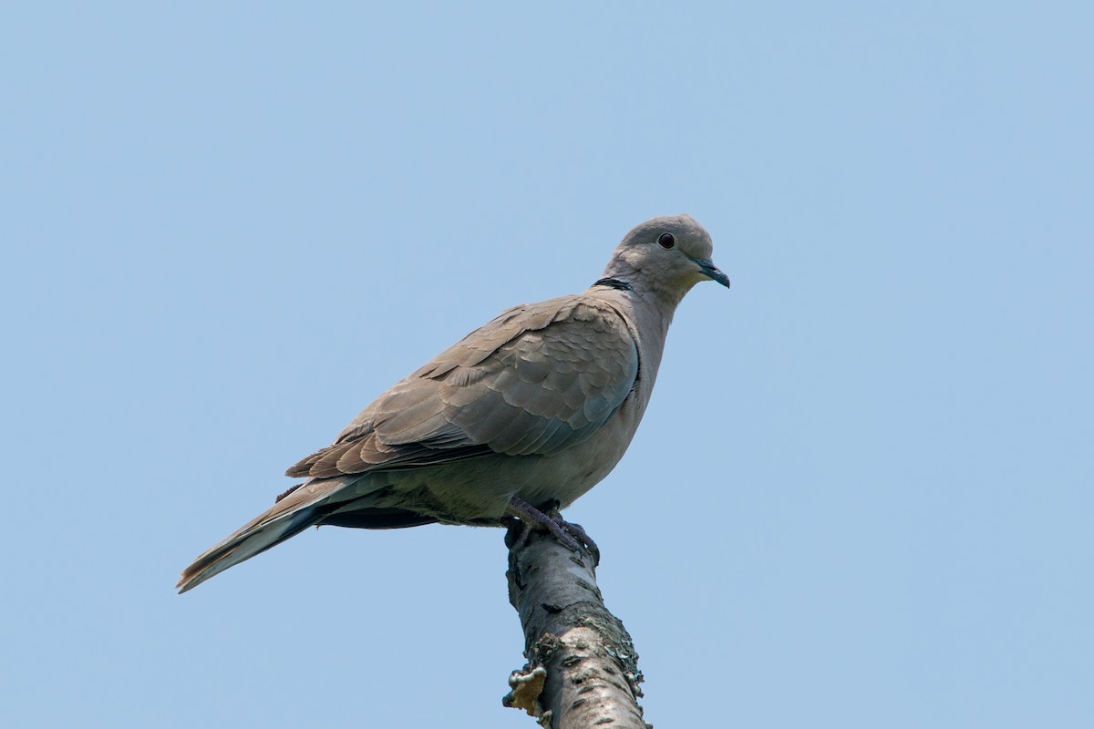 Eurasian Collared-Dove - Madhur Upadhyay