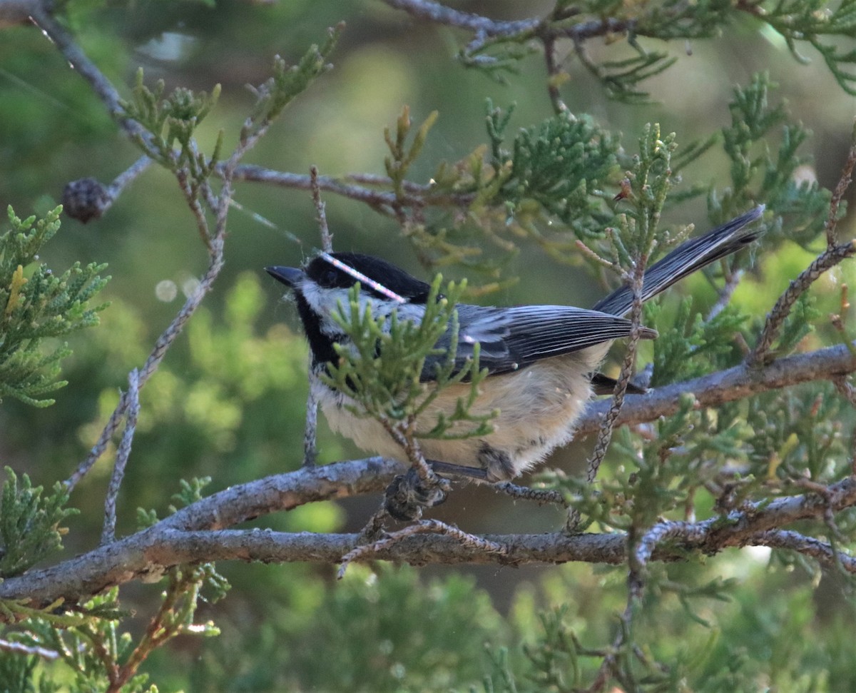 Black-capped Chickadee - Joli Reising