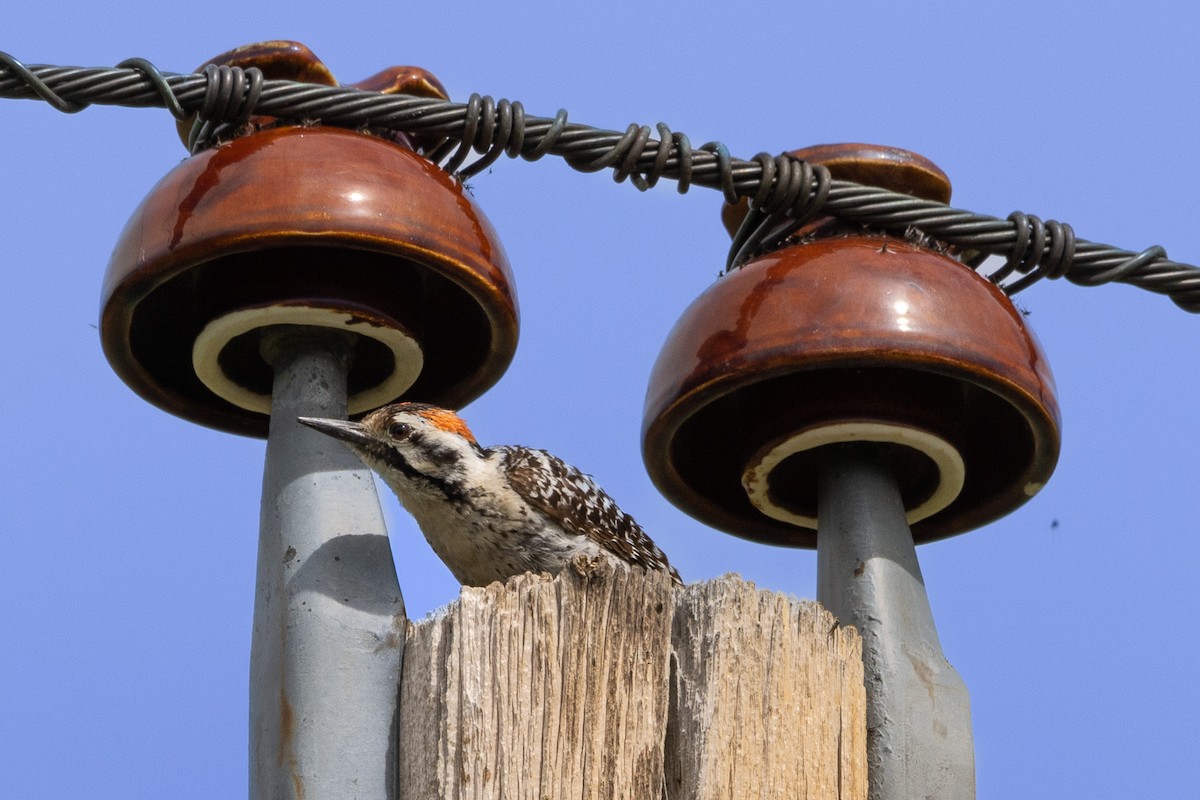 Ladder-backed Woodpecker - ML582190331