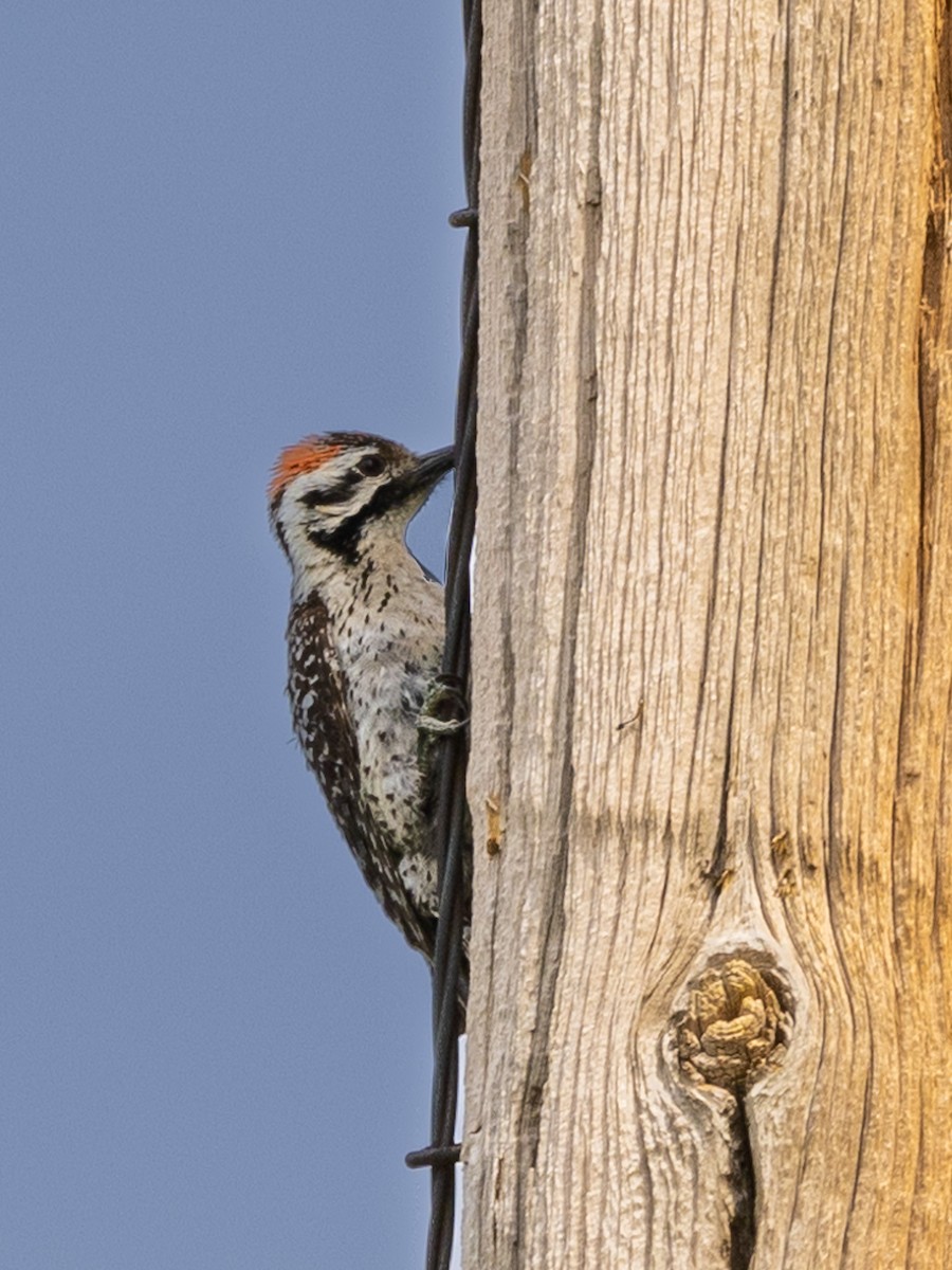 Ladder-backed Woodpecker - ML582190341