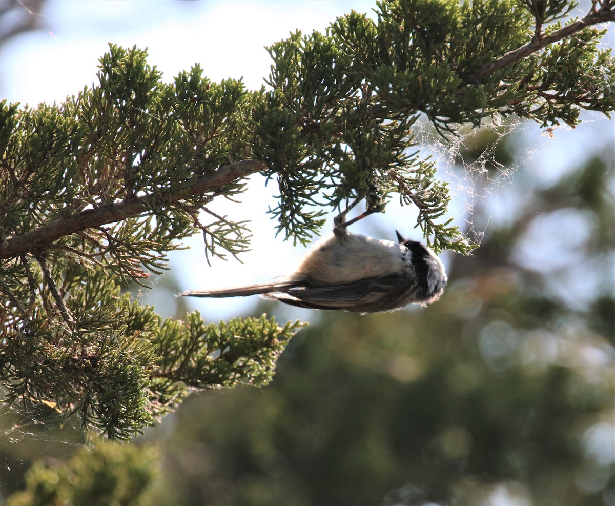 Black-capped Chickadee - ML582190561