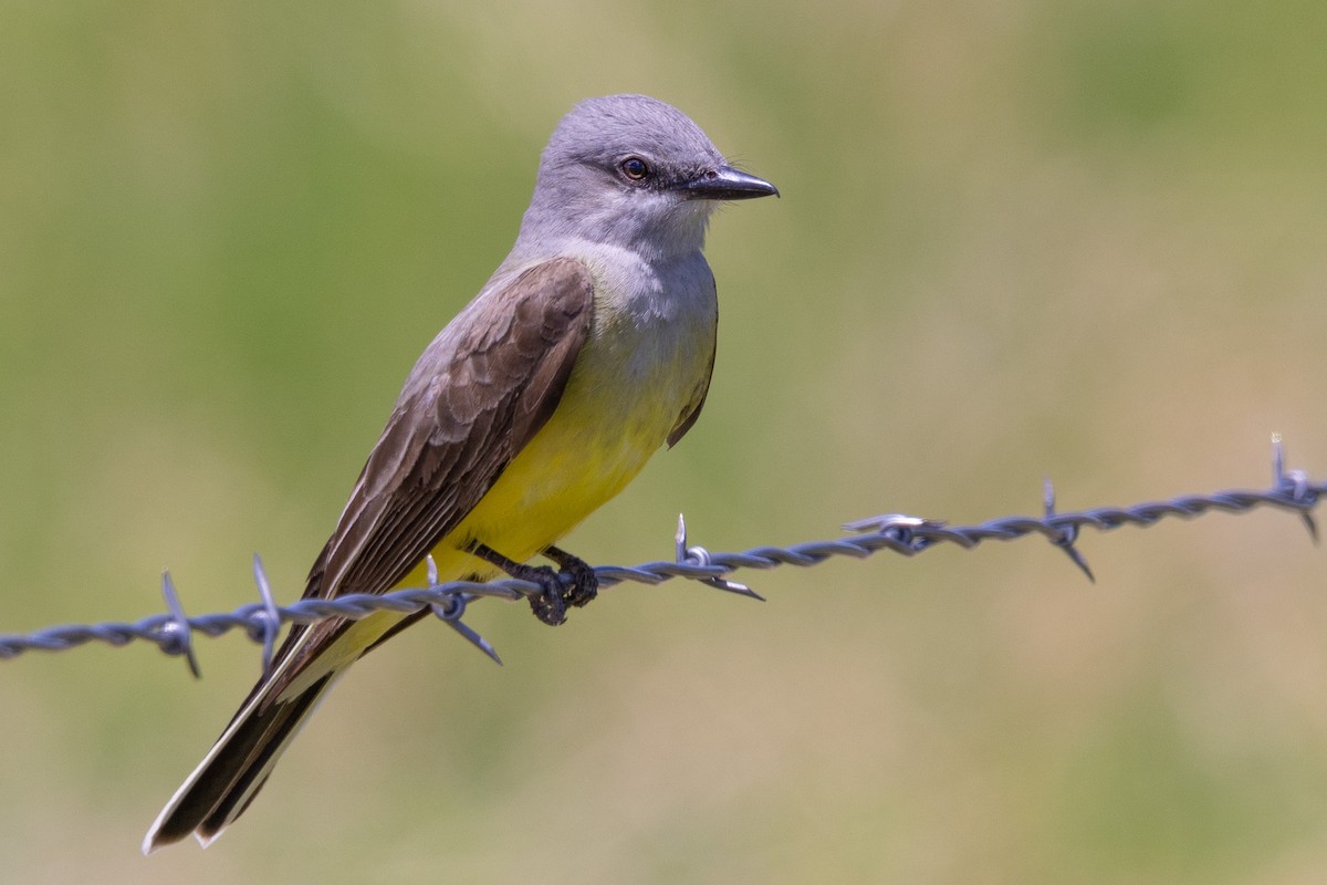 Western Kingbird - ML582190601