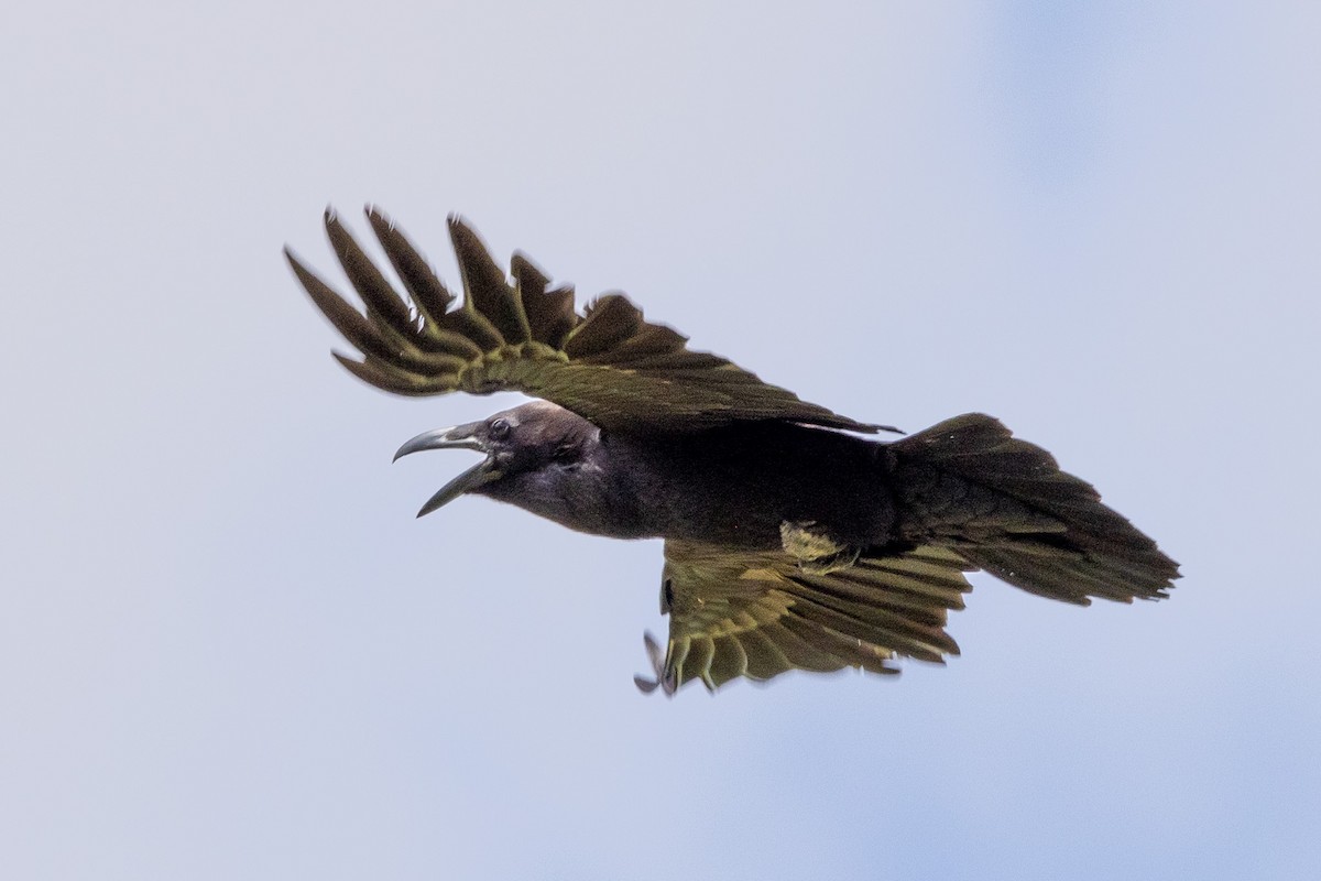 Common Raven - ML582190741