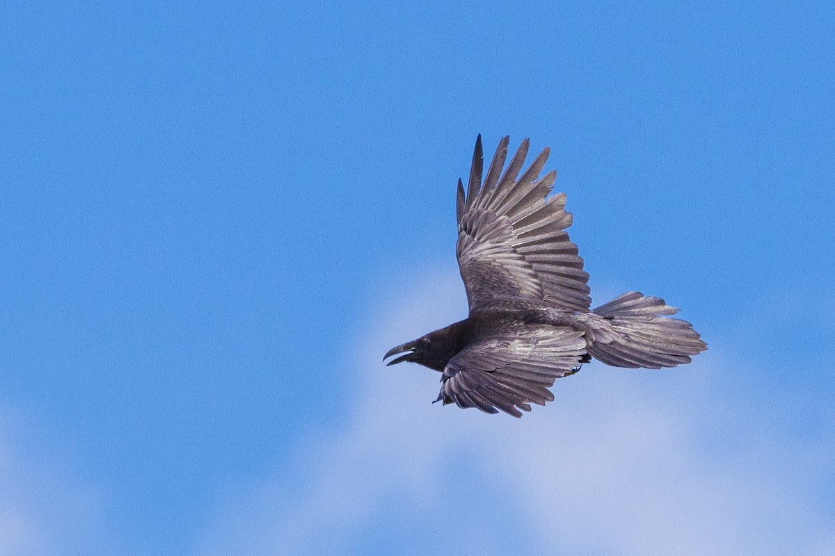 Common Raven - ML582190751