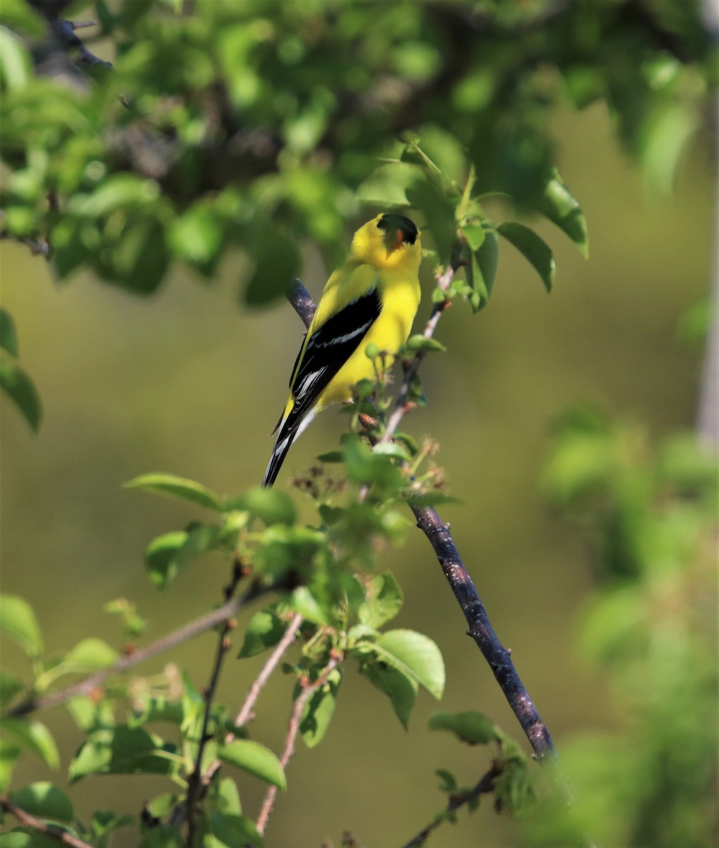 American Goldfinch - ML582190861