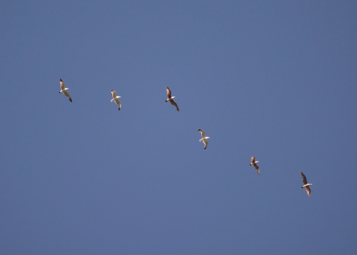 Ring-billed Gull - ML582190901