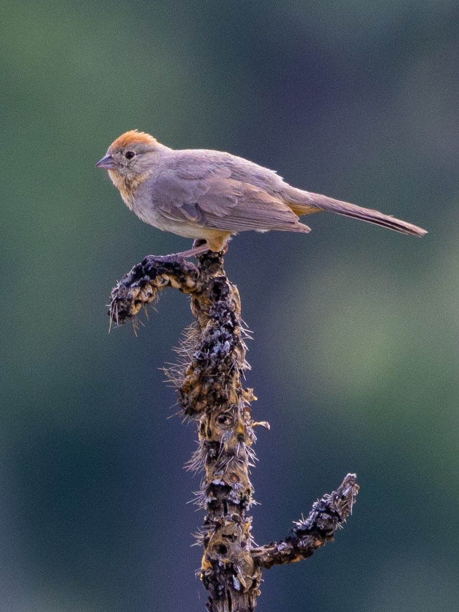 Canyon Towhee - ML582191201