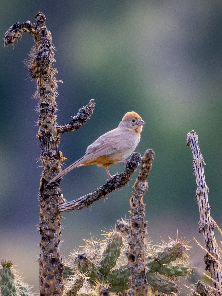 Canyon Towhee - ML582191211