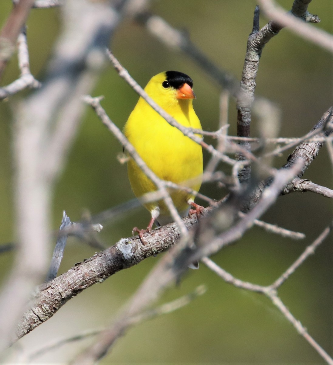 American Goldfinch - ML582191241