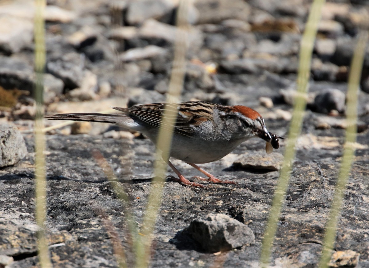Chipping Sparrow - ML582191571