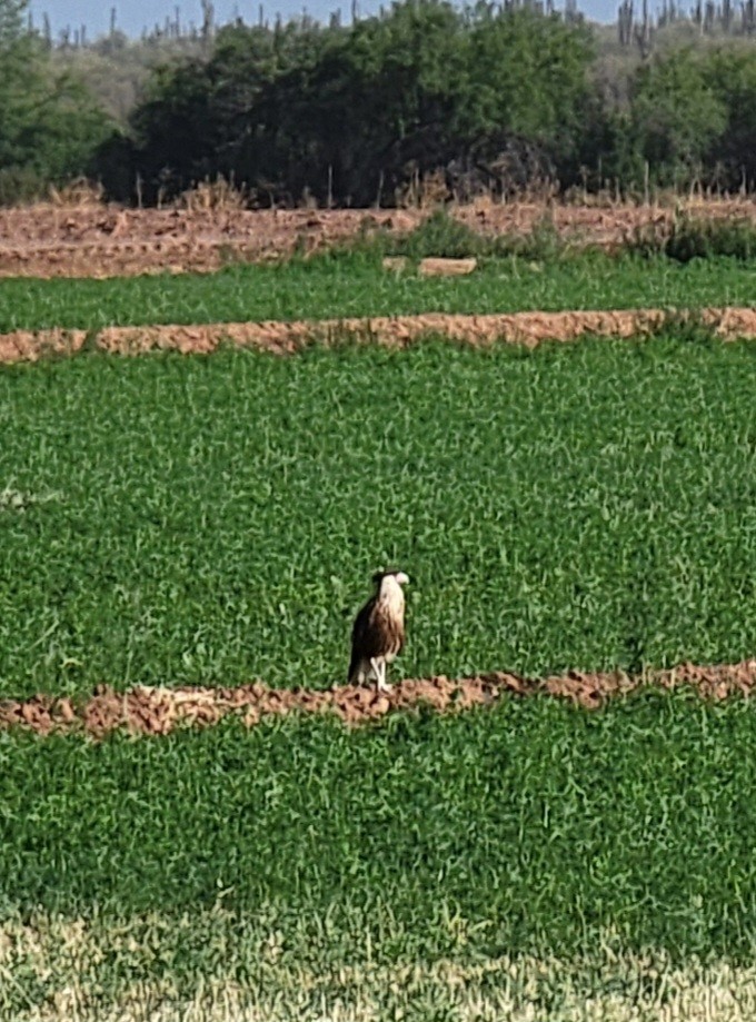 Crested Caracara - ML582191591