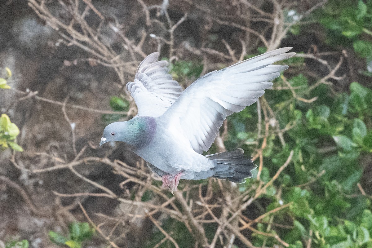 Pigeon biset (forme domestique) - ML582191811