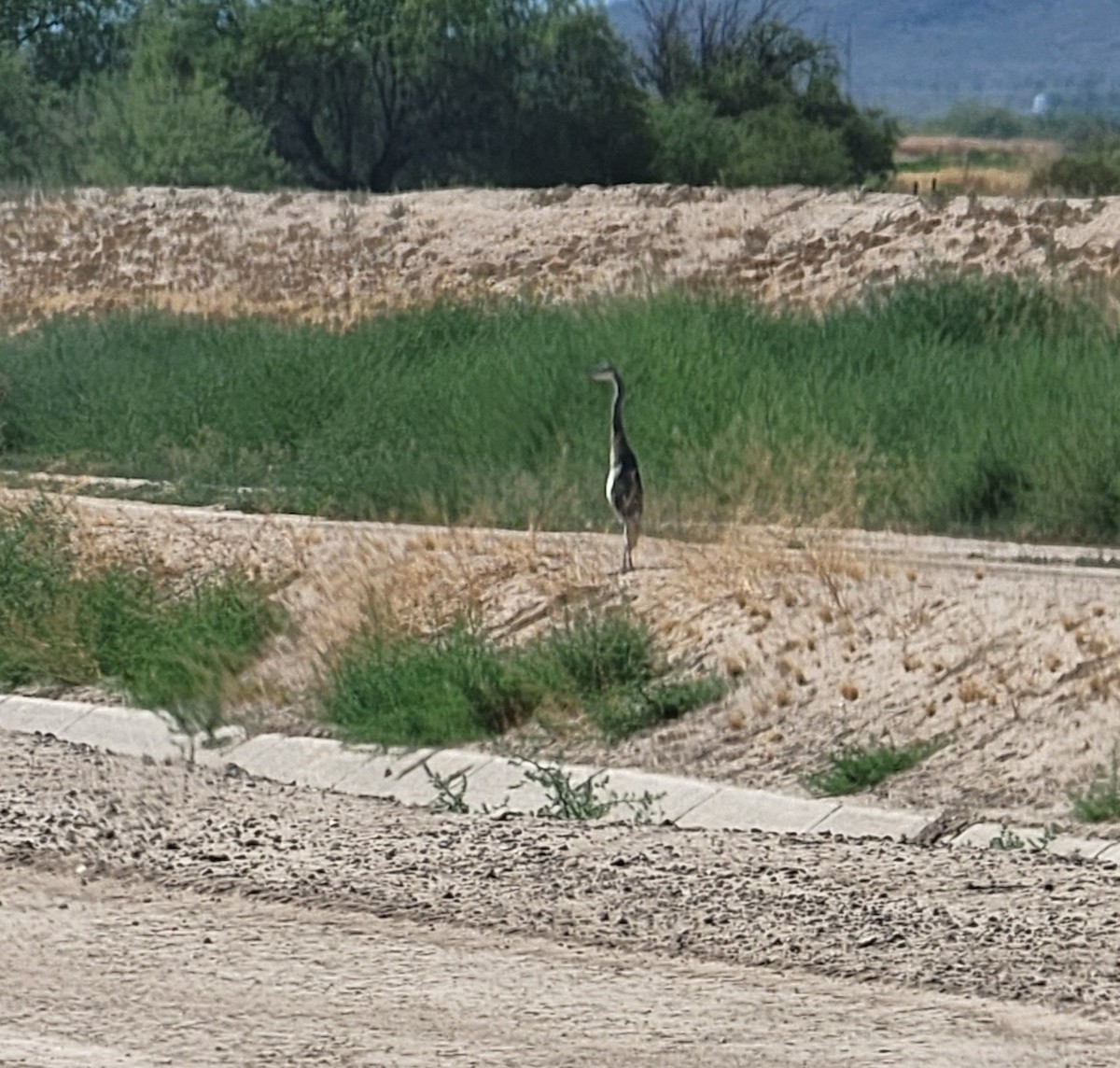 Great Blue Heron - ML582191871