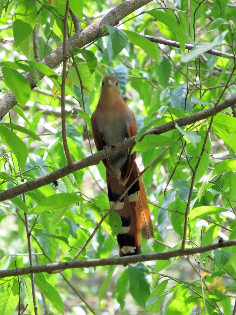 Squirrel Cuckoo - ML582191931