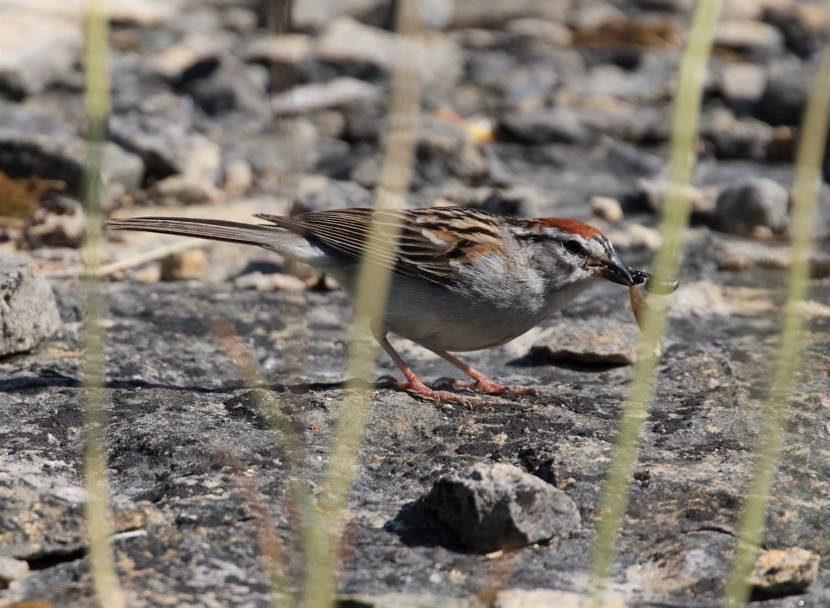 Chipping Sparrow - ML582192011