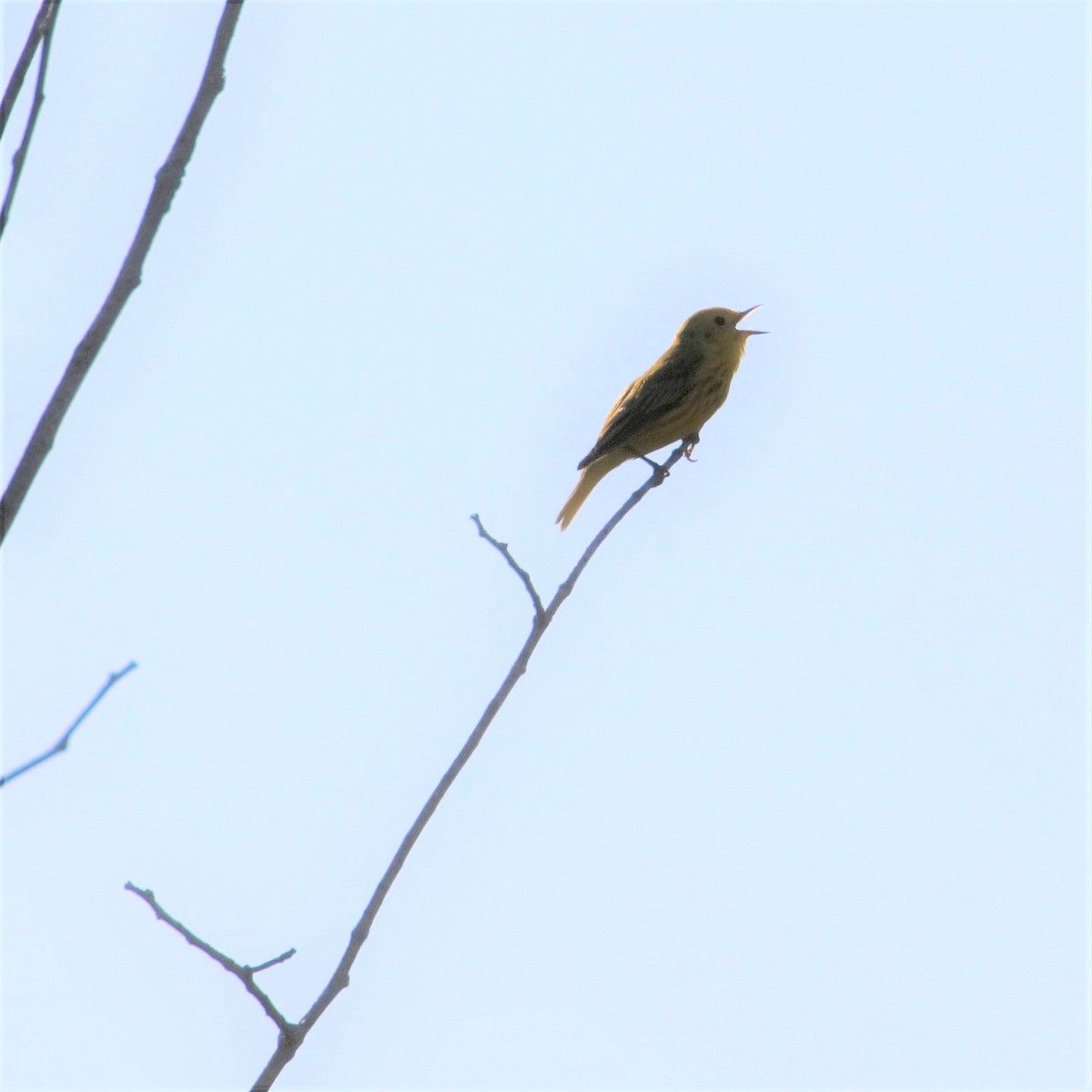 Yellow Warbler - ML582192231