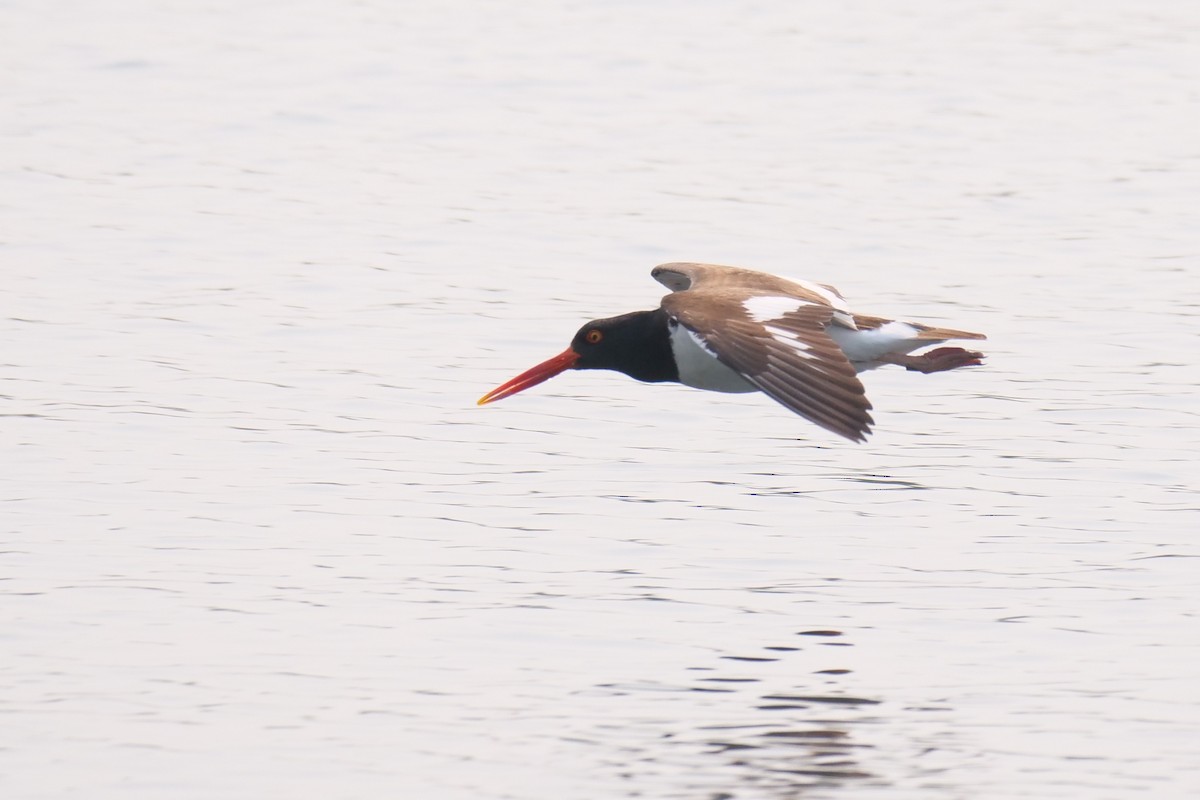 American Oystercatcher - ML582192851