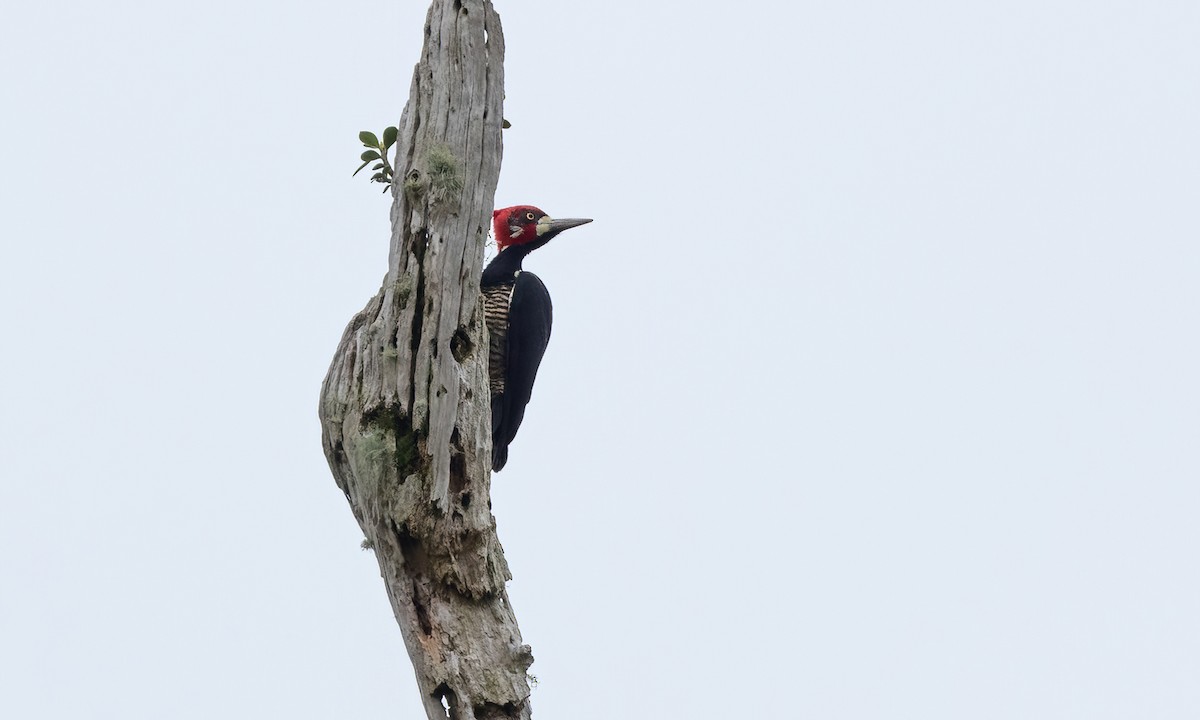 Crimson-crested Woodpecker - Paul Fenwick