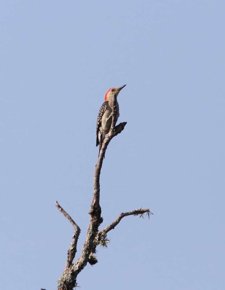 Red-bellied Woodpecker - ML582193971