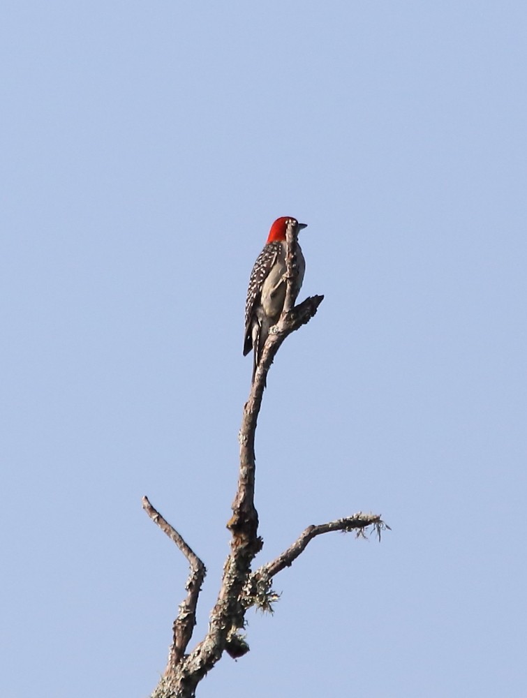 Red-bellied Woodpecker - ML582194001