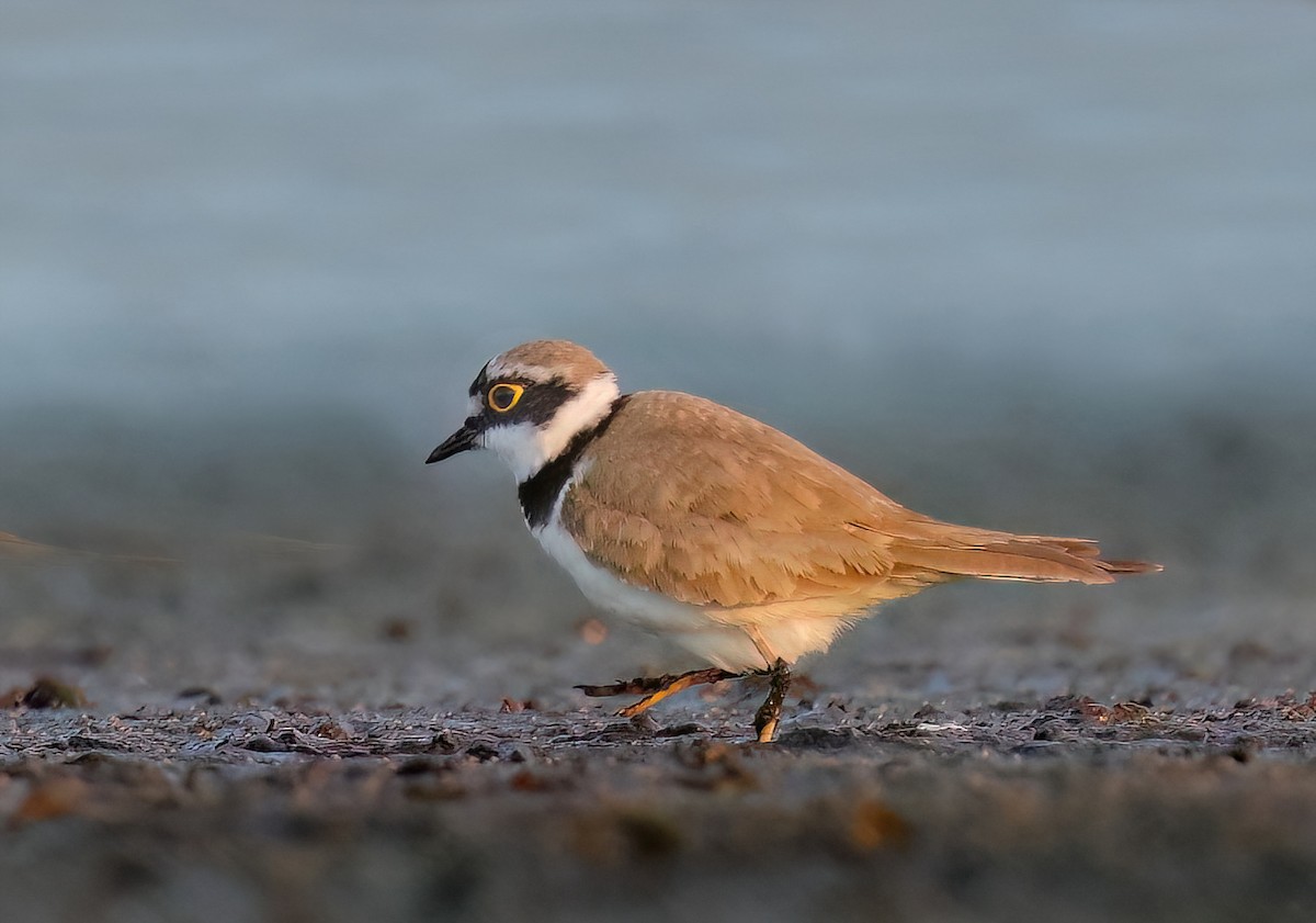 Little Ringed Plover - Albert Noorlander