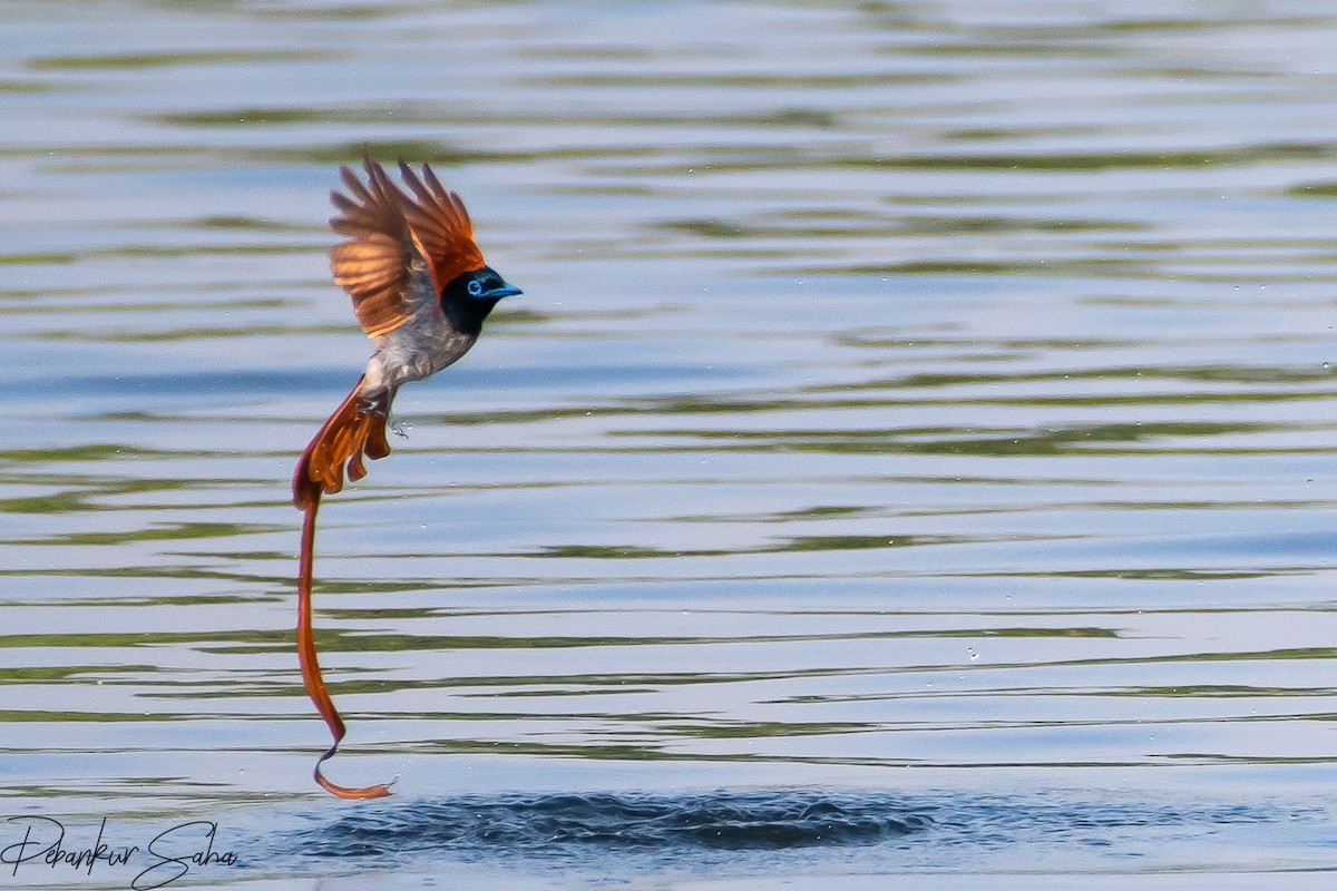 Indian Paradise-Flycatcher - Debankur Saha