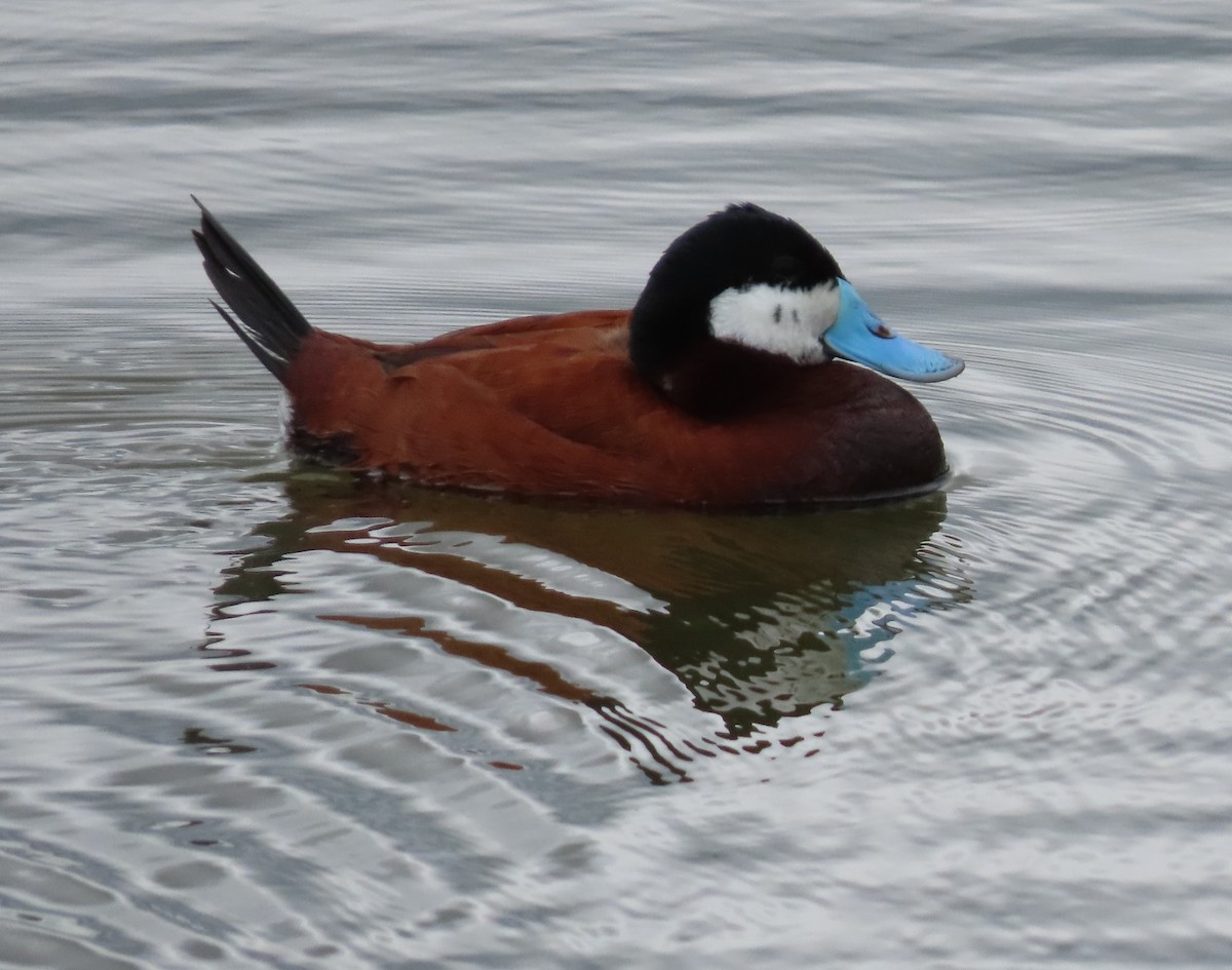 Ruddy Duck - ML582196241