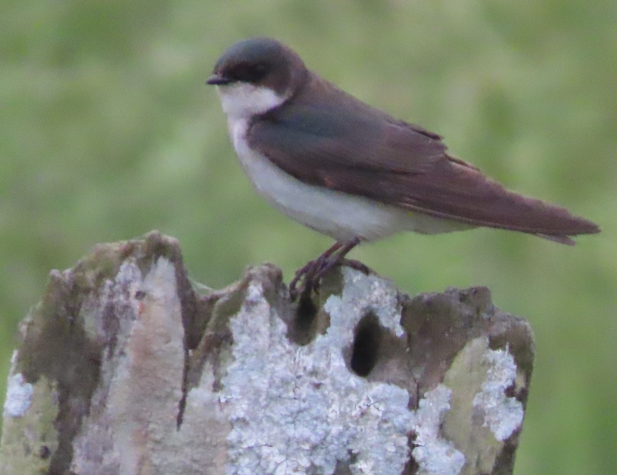 Tree Swallow - ML582196701