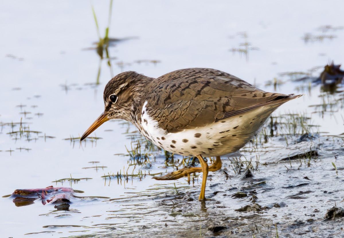 Spotted Sandpiper - ML582197071