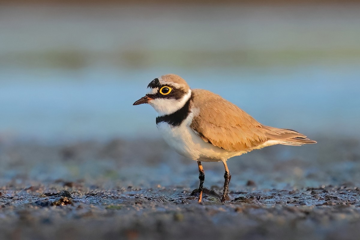 Little Ringed Plover - ML582197201