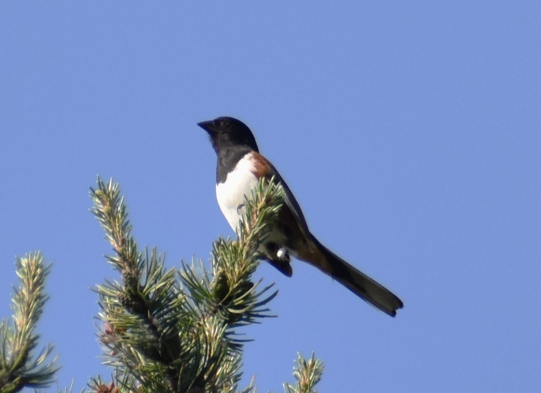 Eastern Towhee - ML582198261