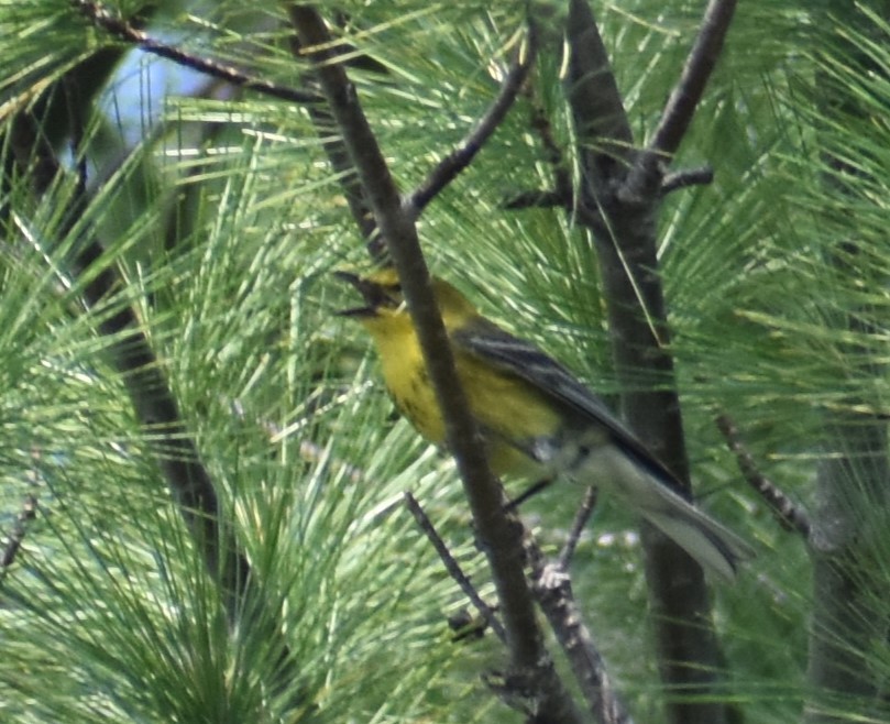 Pine Warbler - ML582198421