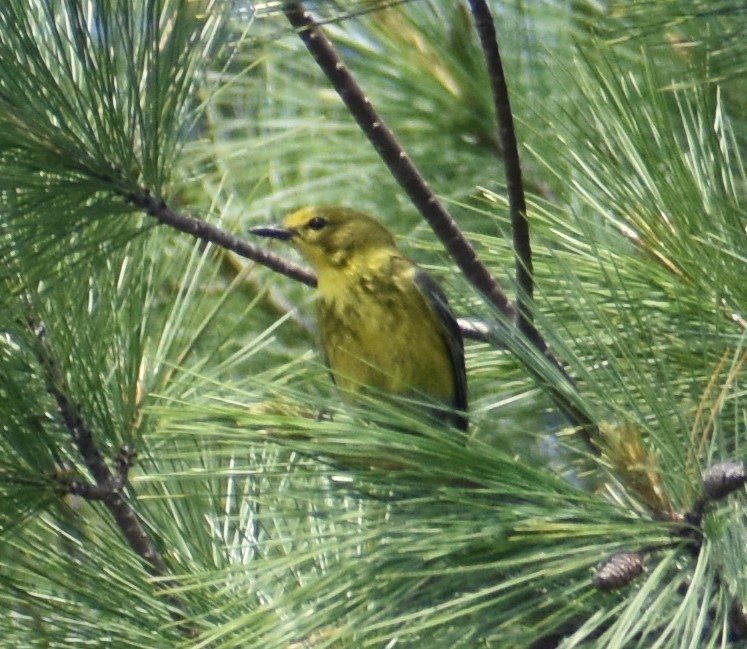 Pine Warbler - ML582198601