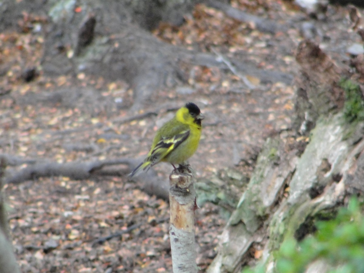 Black-chinned Siskin - Alex Bovo