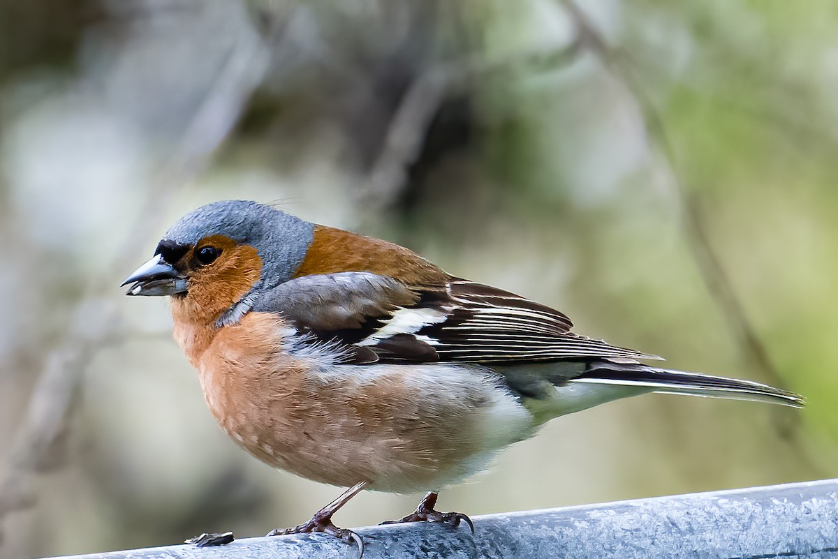 Common Chaffinch - ML582198991