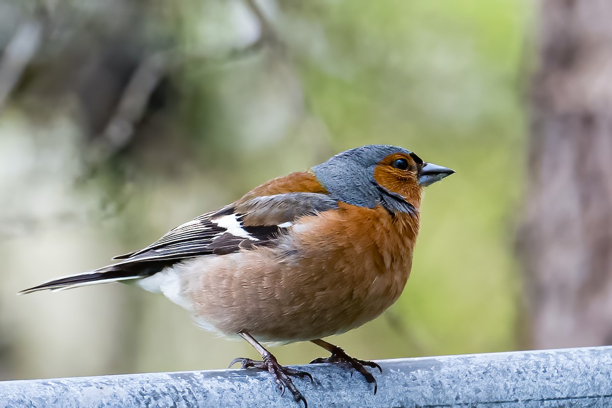 Common Chaffinch - ML582199001