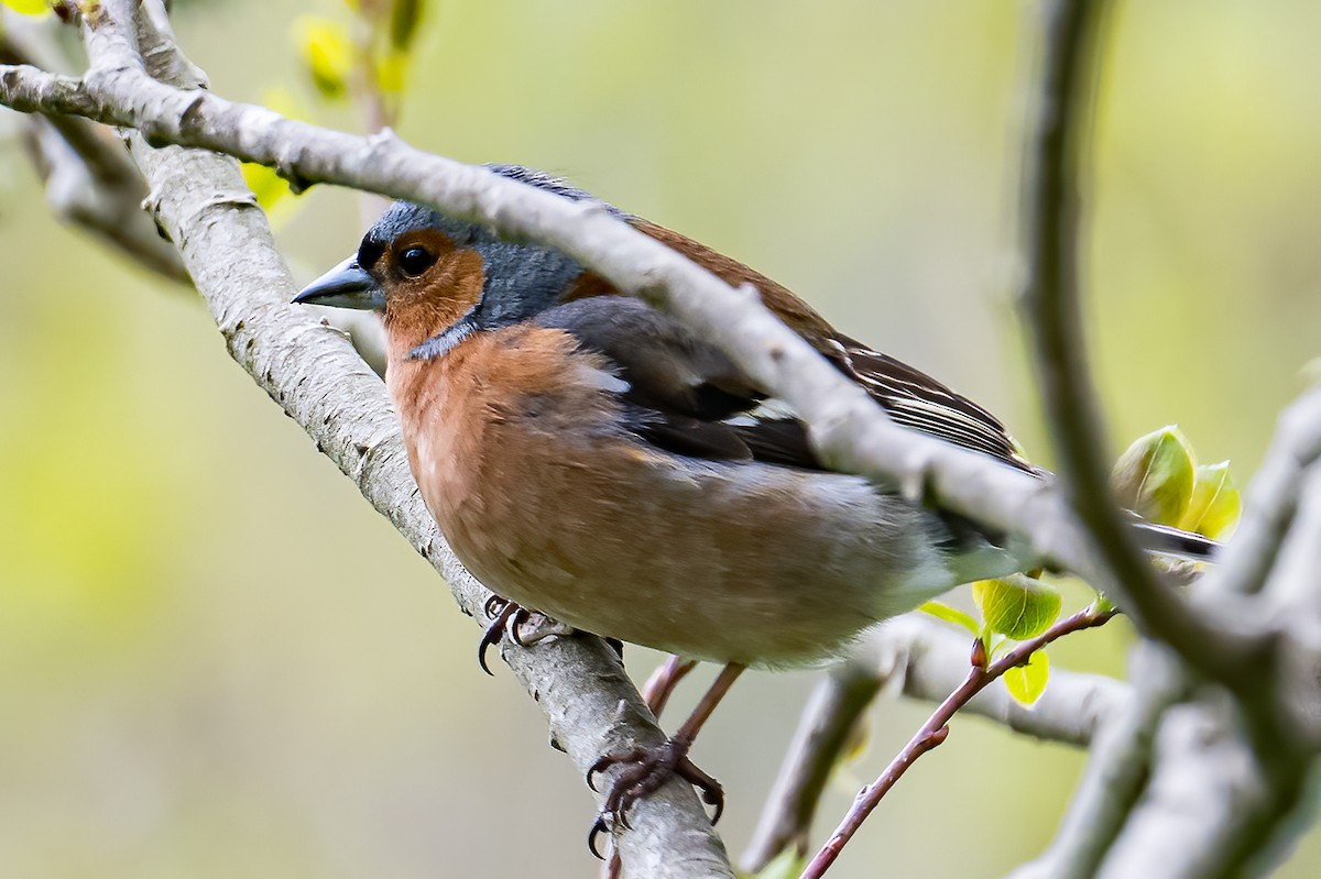 Common Chaffinch - ML582199011