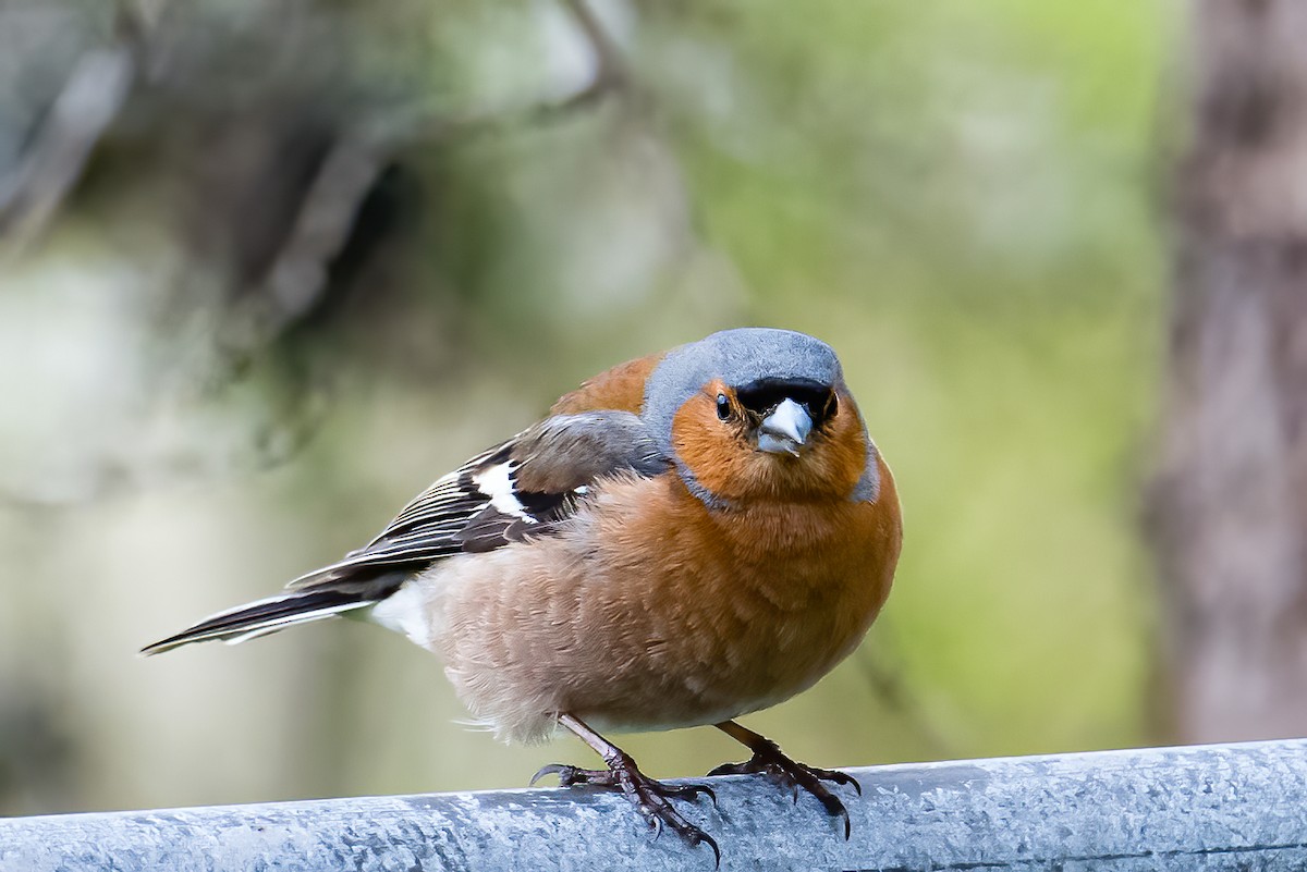 Common Chaffinch - ML582199021