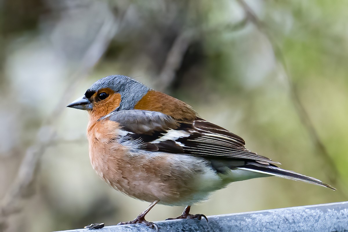 Common Chaffinch - ML582199031