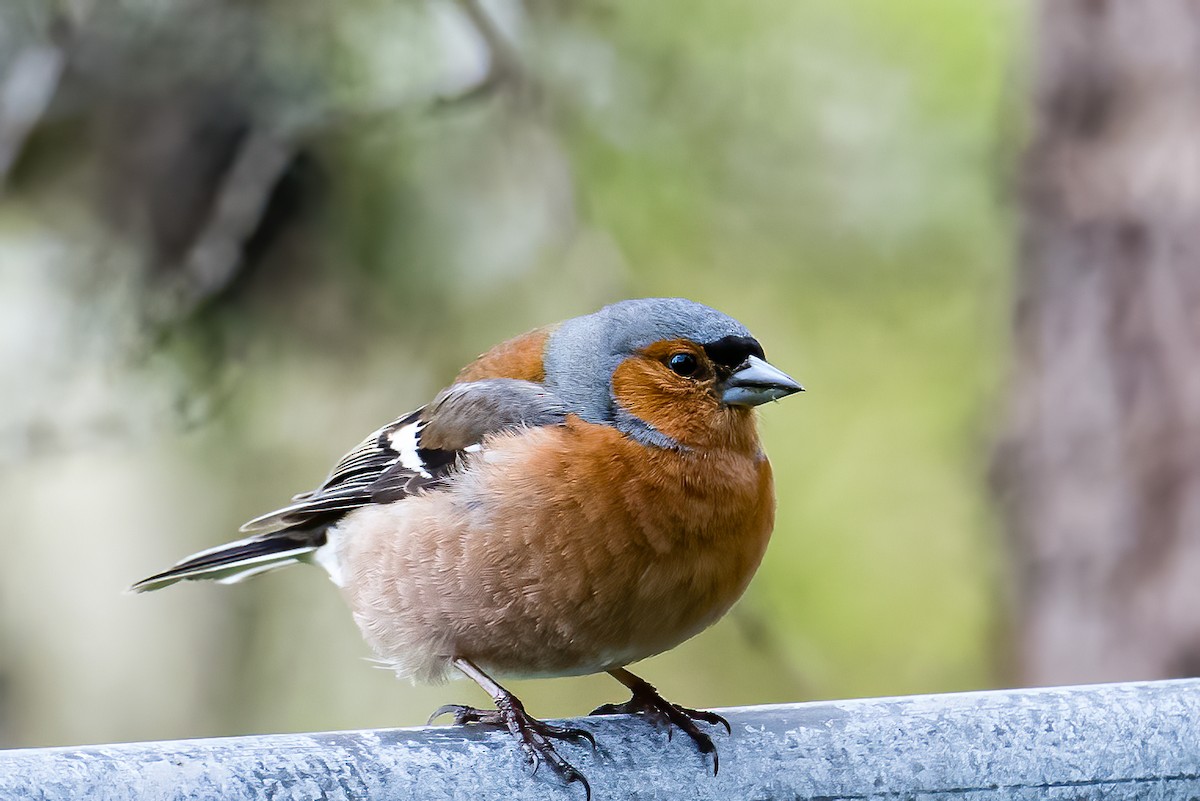 Common Chaffinch - ML582199041