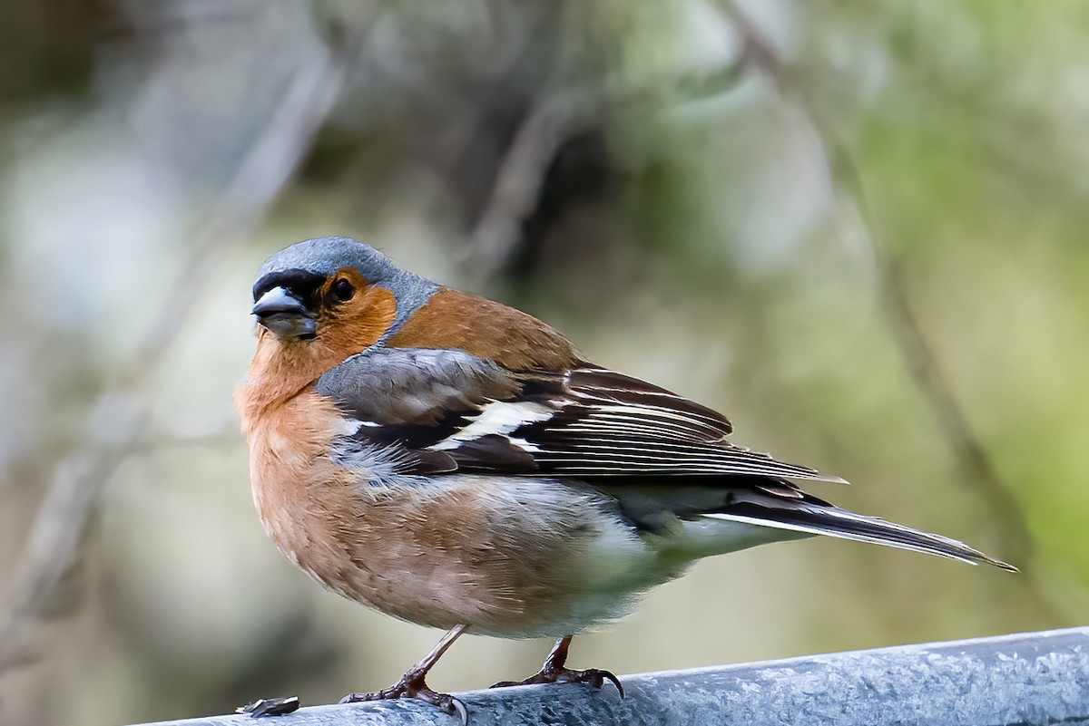 Common Chaffinch - ML582199051